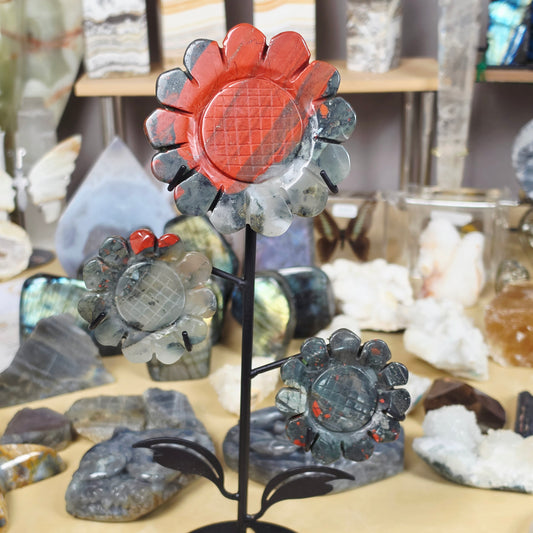 African Bloodstone triple Flowers on stand