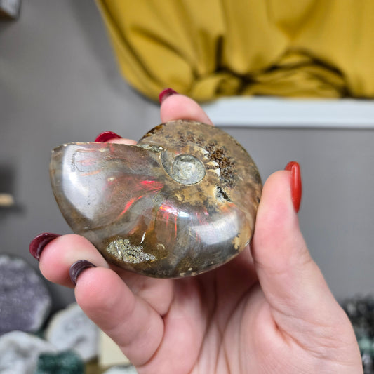 Ammonite shell fossil