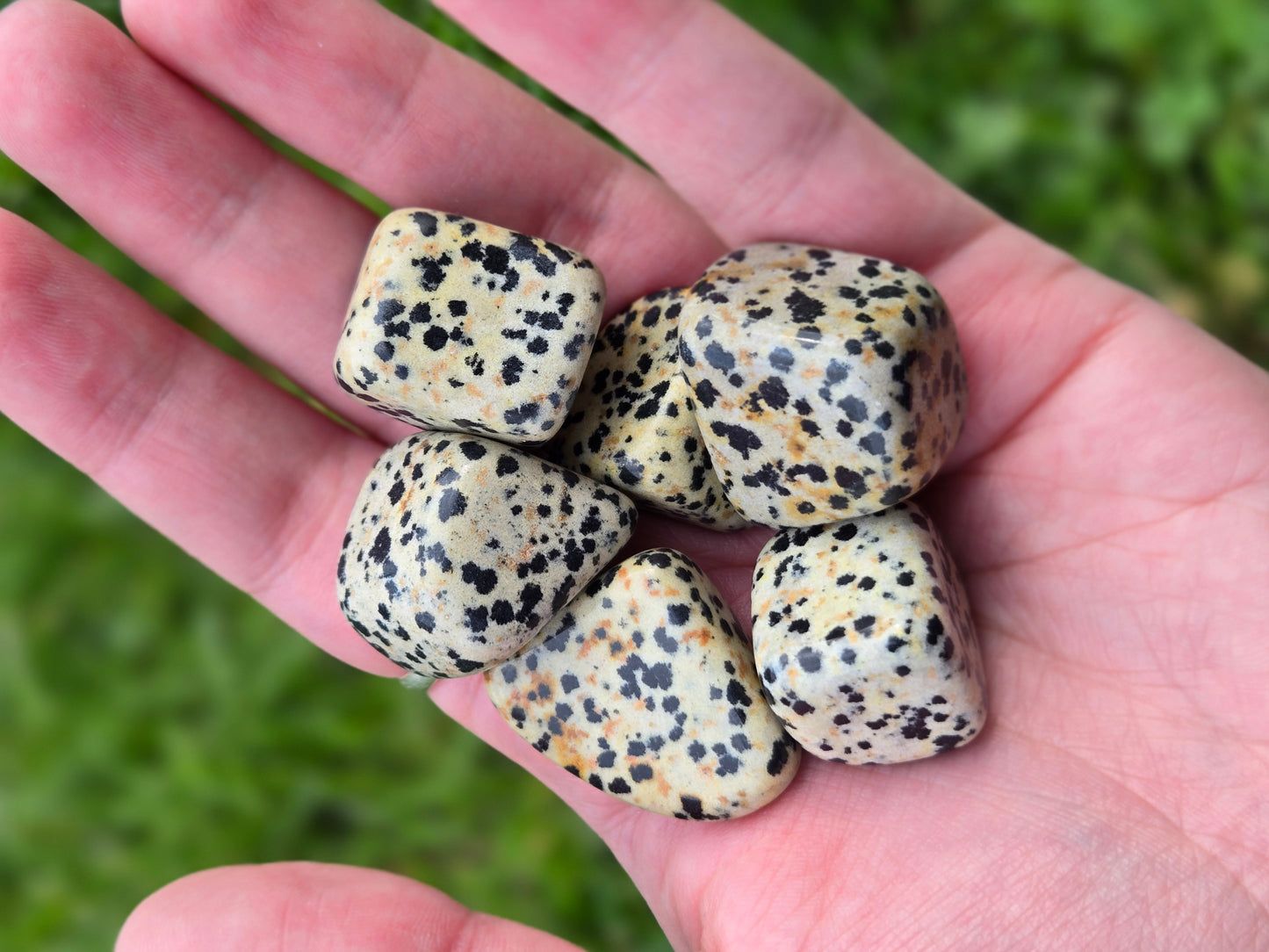 Dalmatien Jasper tumble