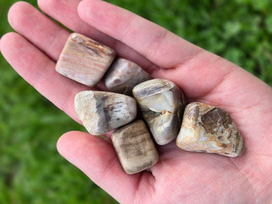 Petrified Wood tumble